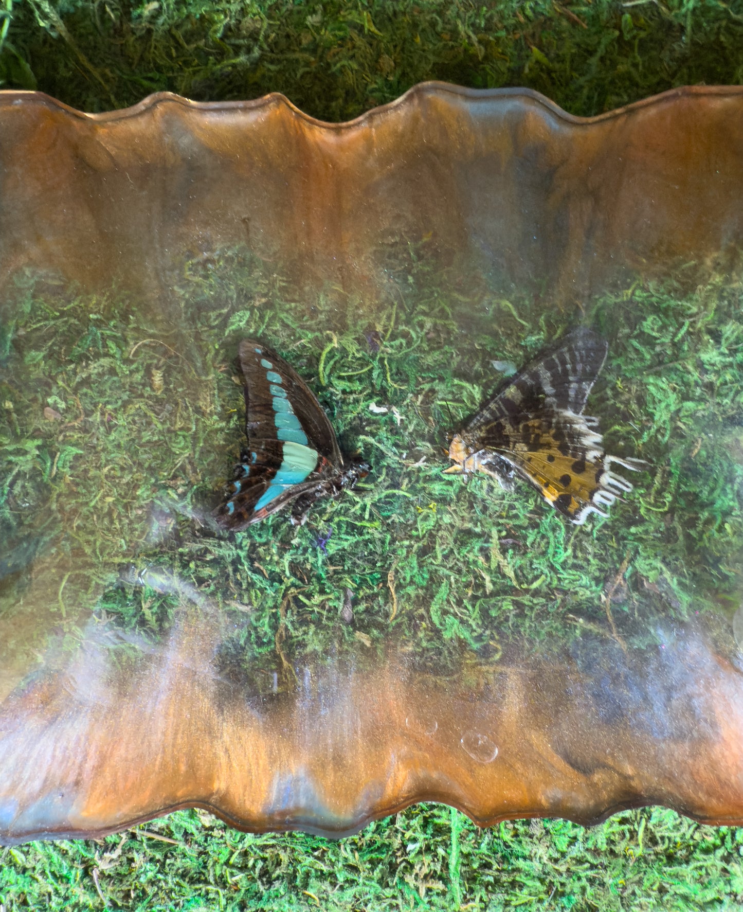 Jaw Bone Tray